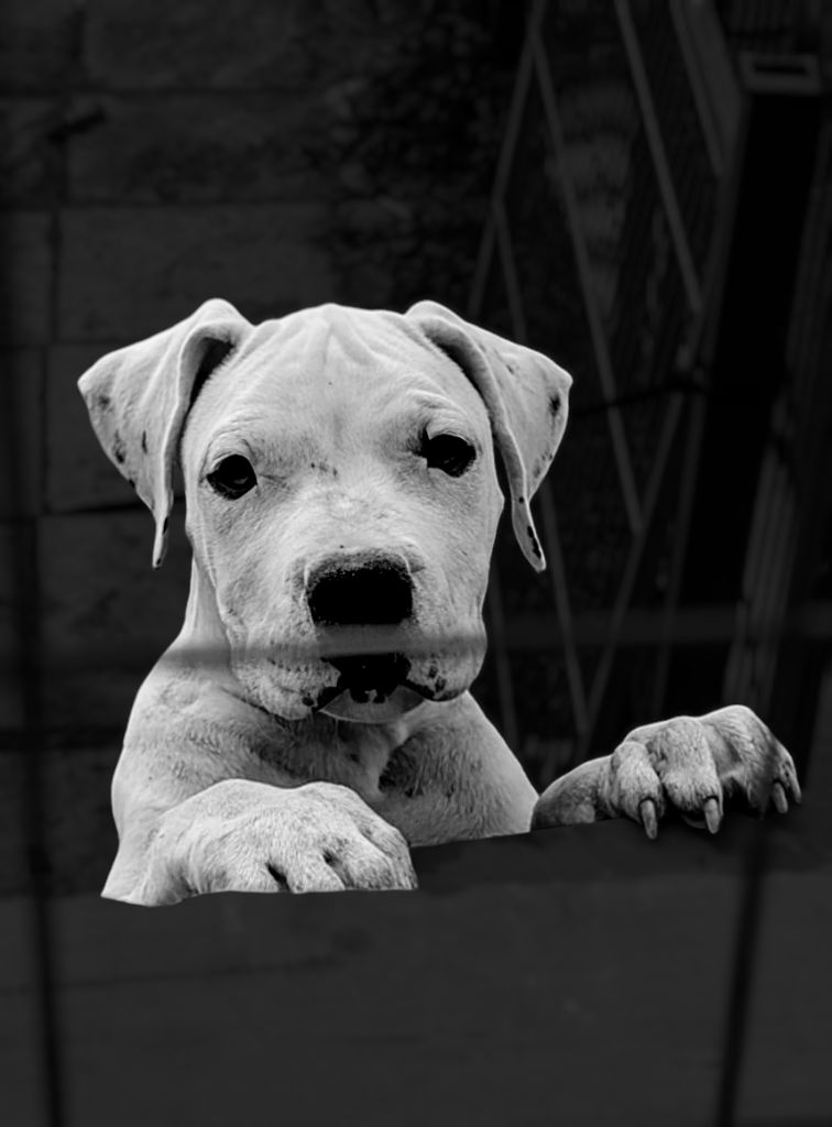 del Pachanka - Chiot disponible  - Dogo Argentino