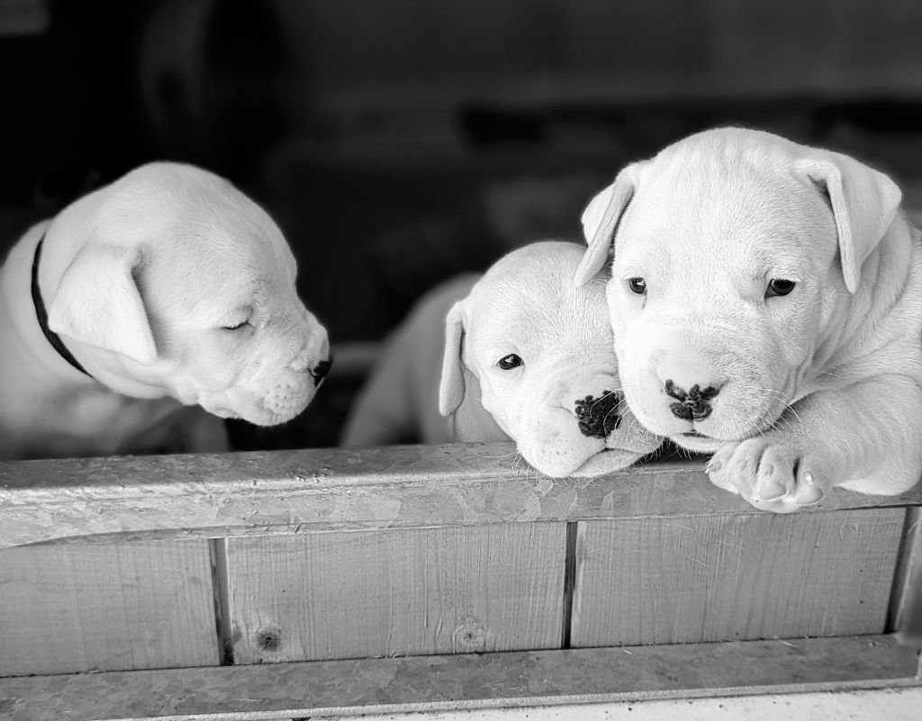 chiot Dogo Argentino del Pachanka