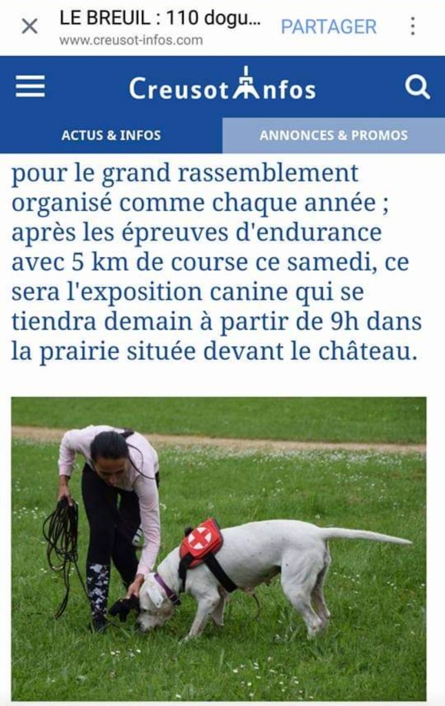nos chiens au travail