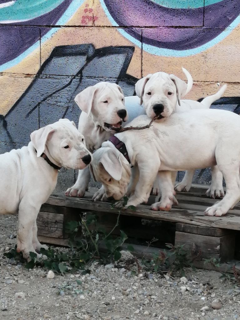 del Pachanka - Dogo Argentino - Portée née le 03/05/2022